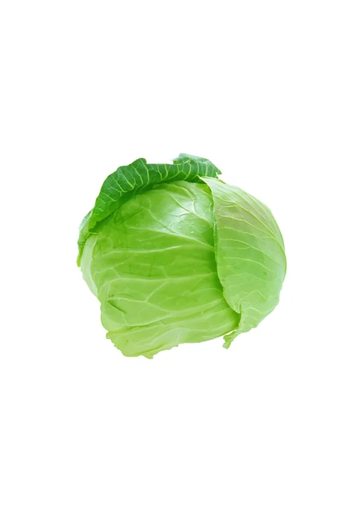Cabbage