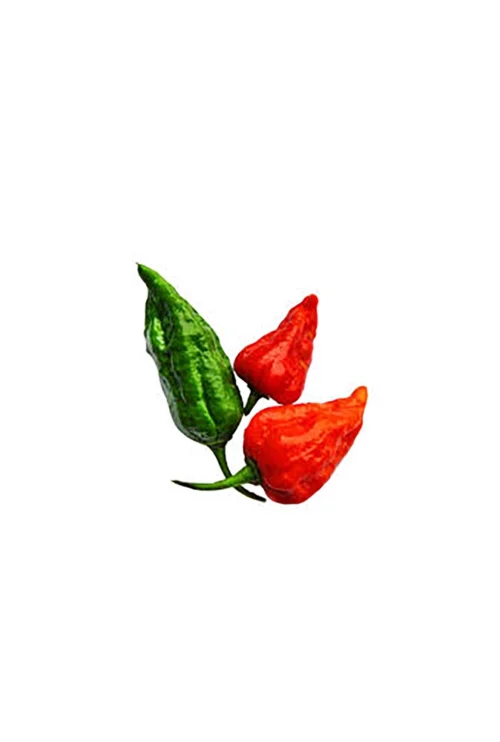 Bombay Chilli 5 pcs
