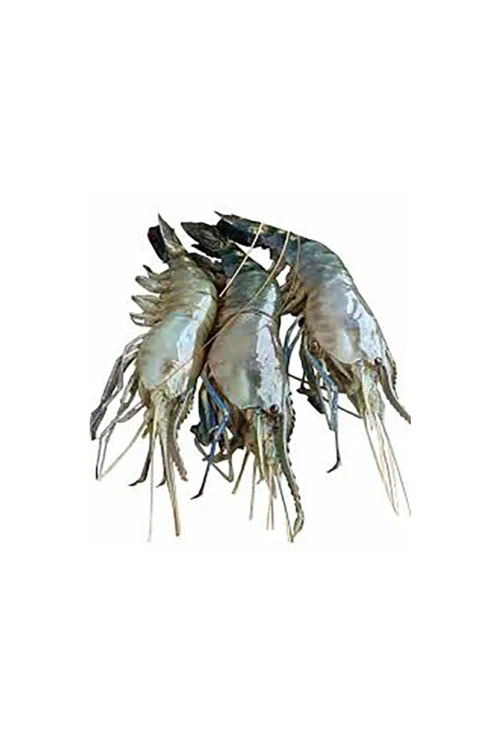 Golda Chingri (Shrimp) 18-22 pcs 500 gm