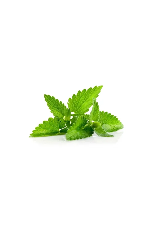 Pudina Pata (Mint Leaves) 100 gm