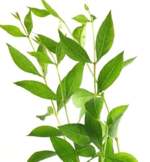 Mehendi Pata (Henna Leaves) 3 bundles